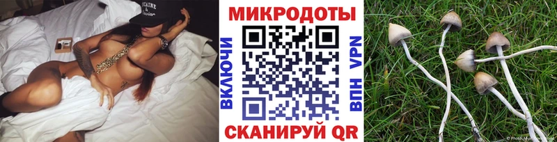 Псилоцибиновые грибы Psilocybe Кудымкар